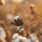 Preços do algodão voltam a subir e superam R$ 3,60/lp no Brasil