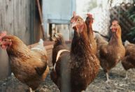 Preço do frango cai ao menor nível desde julho de 2023