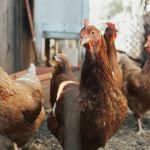 Preço do frango cai ao menor nível desde julho de 2023