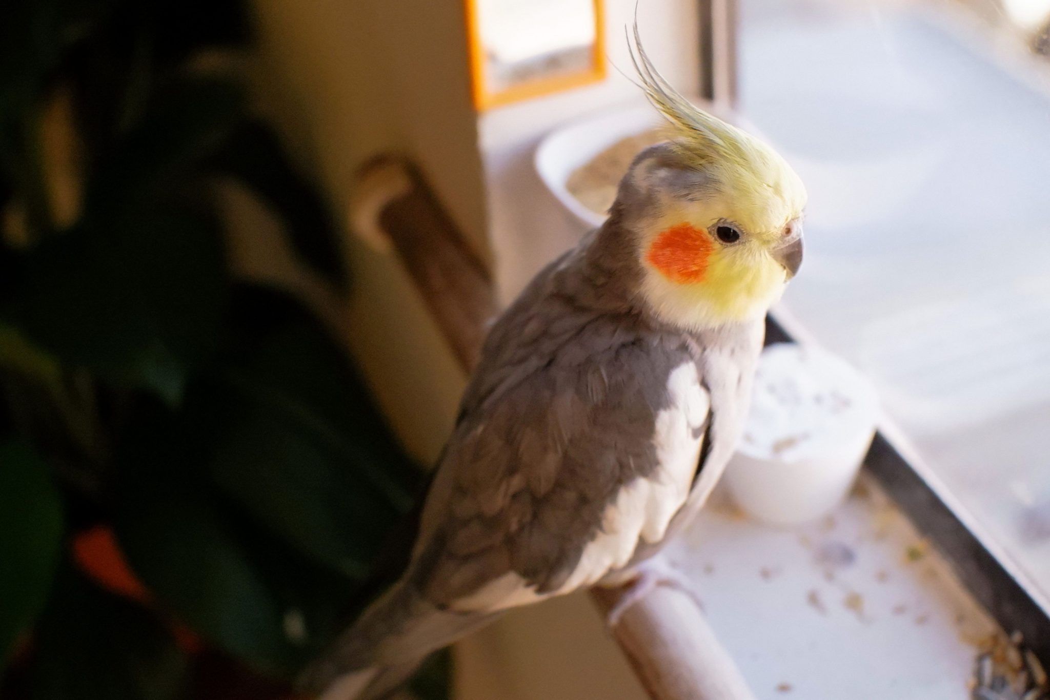 Passarinho ‘triste’ no frio? Entenda como o comportamento de aves muda em dias gelados
