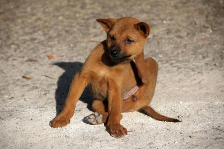 Filhote de cachorro, com pelagem marrom, se coçando