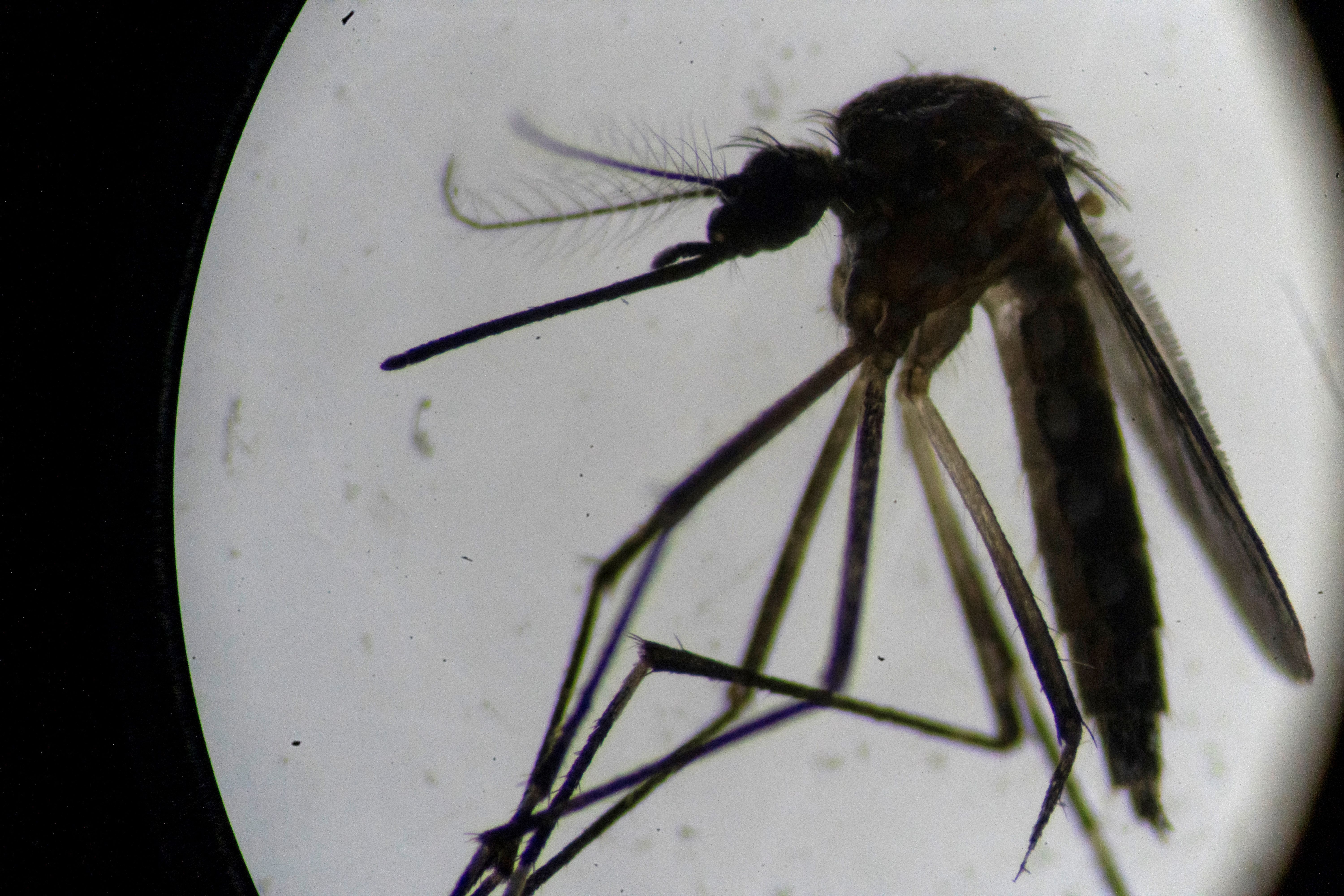 MG tem segunda morte por suspeita de dengue em menos de dois dias