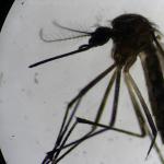 MG tem segunda morte por suspeita de dengue em menos de dois dias