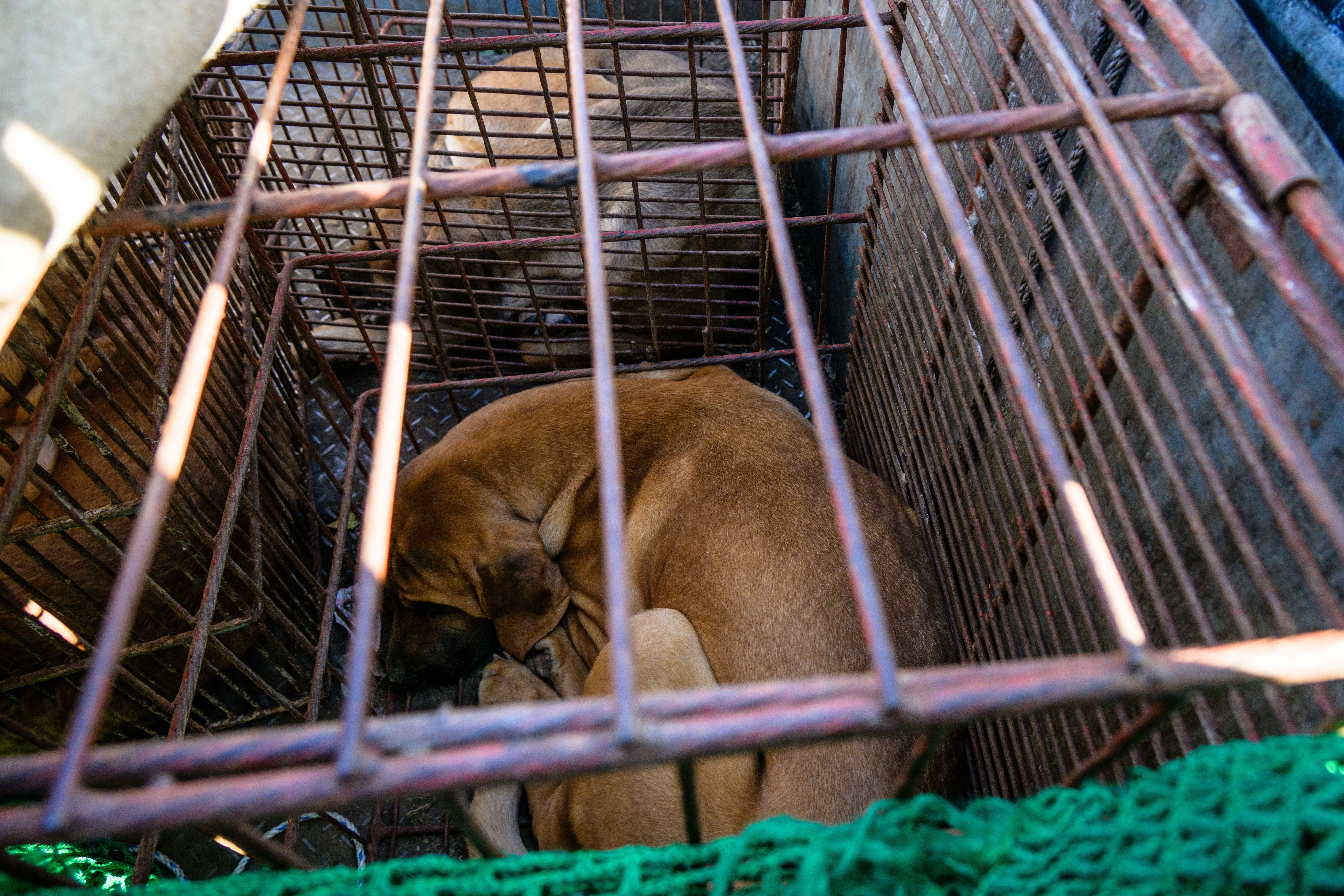Coreia do Sul proíbe carne de cachorro: veja outros países que aboliram consumo