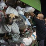 Coreia do Sul proíbe venda de carne de cachorro; consumo não será proíbido