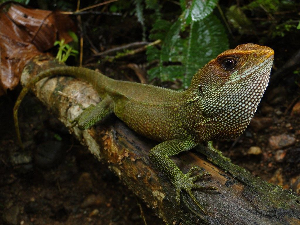 Lagartos no sítio: defensores naturais contra pragas