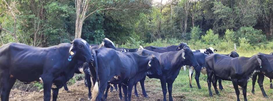Iniciativa do Sebrae impulsiona o melhoramento genético de rebanhos no Sul de Minas