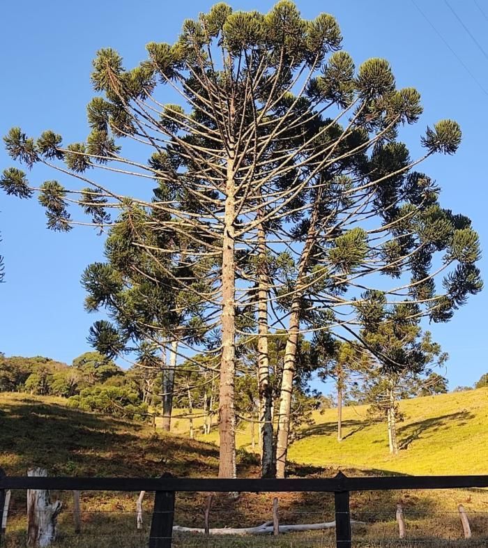 Produção de pinhão garante renda e preservação do meio ambiente no Sul de Minas