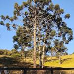 Produção de pinhão garante renda e preservação do meio ambiente no Sul de Minas