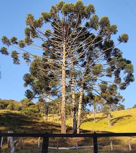 Delfim Moreira tem cerca de mil hectares de araucárias produtivas.