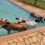 Bombeiros resgatam quatro vacas que caíram em piscina em Alfenas