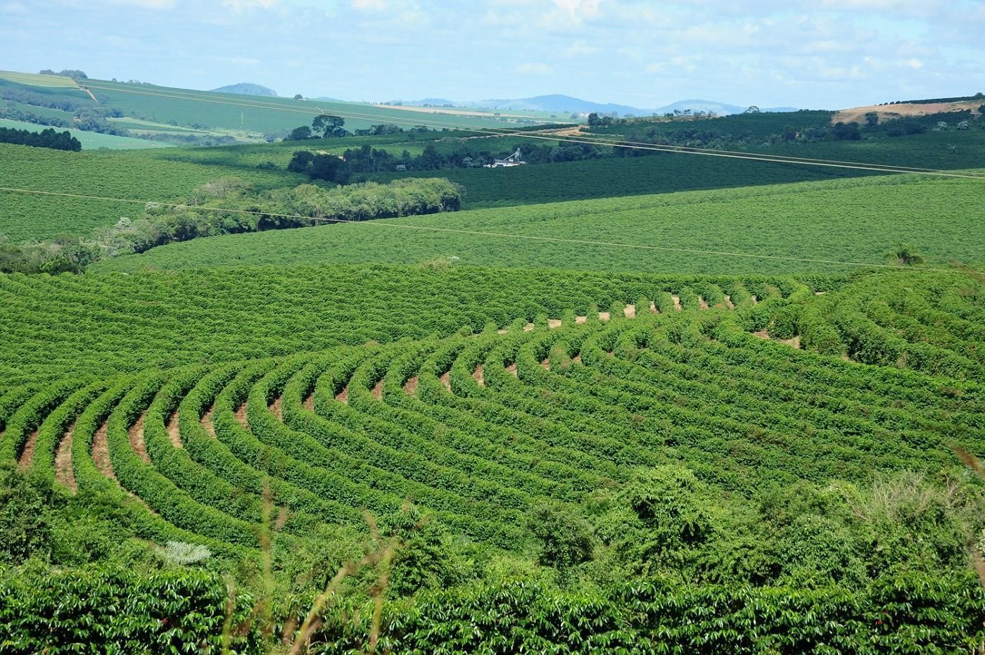 Circuito Mineiro da Cafeicultura 2025 movimenta cidades do Sul de Minas até novembro