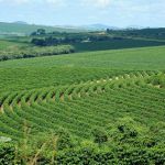 Circuito Mineiro da Cafeicultura 2025 movimenta cidades do Sul de Minas até novembro