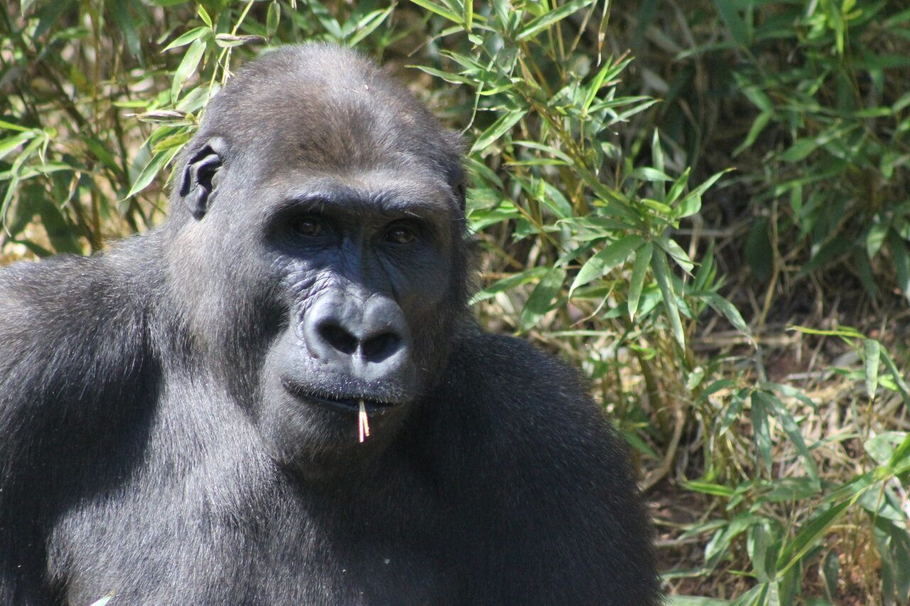 Por que gorilas do zoo de BH foram transferidos para São Paulo? Entenda