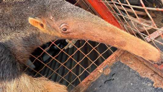 Depois do resgate, o tamanduá passou por uma avaliação veterinária e foi levado para o Centro de Triagem de Animais Silvestres.