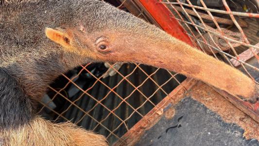 Depois do resgate, o tamanduá passou por uma avaliação veterinária e foi levado para o Centro de Triagem de Animais Silvestres.