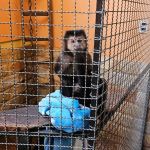 Polícia investiga suspeito de fornecer drogas e álcool a macaco-prego