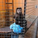 Polícia investiga suspeito de fornecer drogas e álcool a macaco-prego