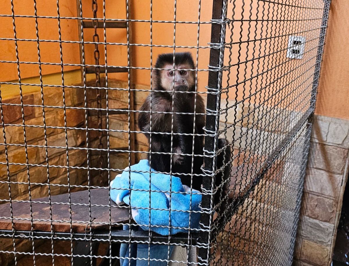 Polícia Civil de Minas Gerais investiga denúncia de maus-tratos a animal em Congonhas