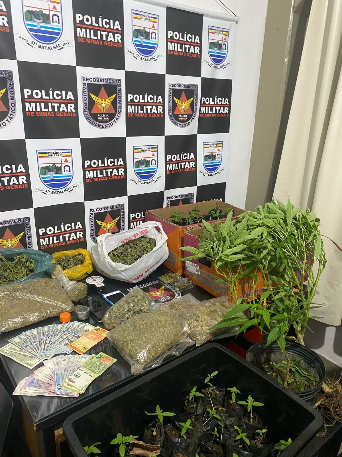 Quase 100 pés de maconha são apreendidos na zona rural de Baependi
