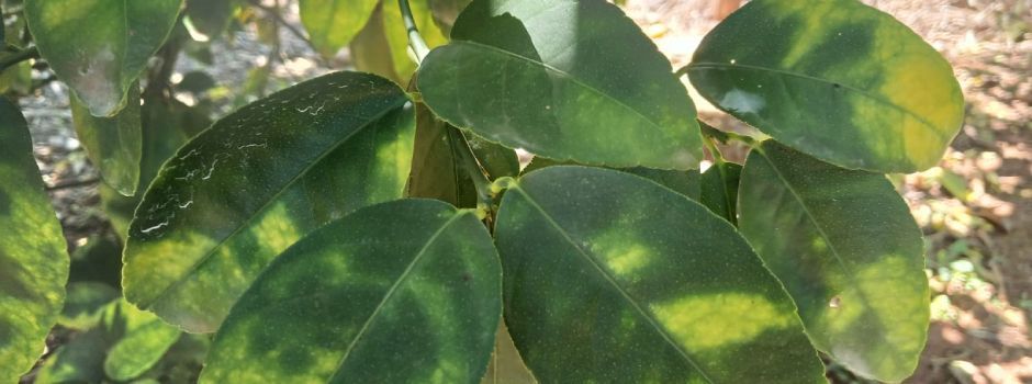 Produtores de frutas cítricas precisam enviar relatório de vistoria do greening ao IMA