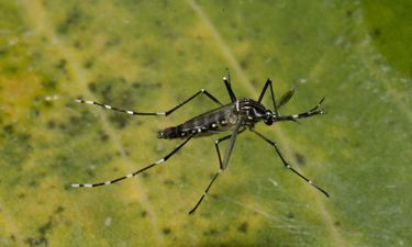 Confirmada a primeira morte por Chikungunya em Minas Gerais em 2025
