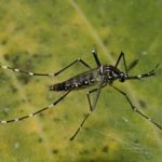 Confirmada a primeira morte por Chikungunya em Minas Gerais em 2025
