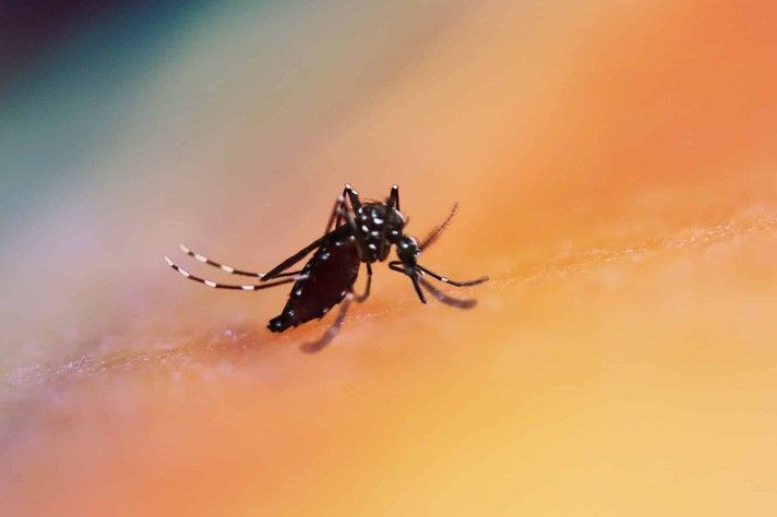 Brasil tem 12 mortes e 120 mil casos de dengue nas primeiras semanas de 2024