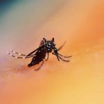 Janeiro registra maior número de casos de dengue dos últimos 10 anos em SP