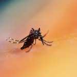 Dengue em MG: número de mortes pela doença mais que dobra em 10 dias