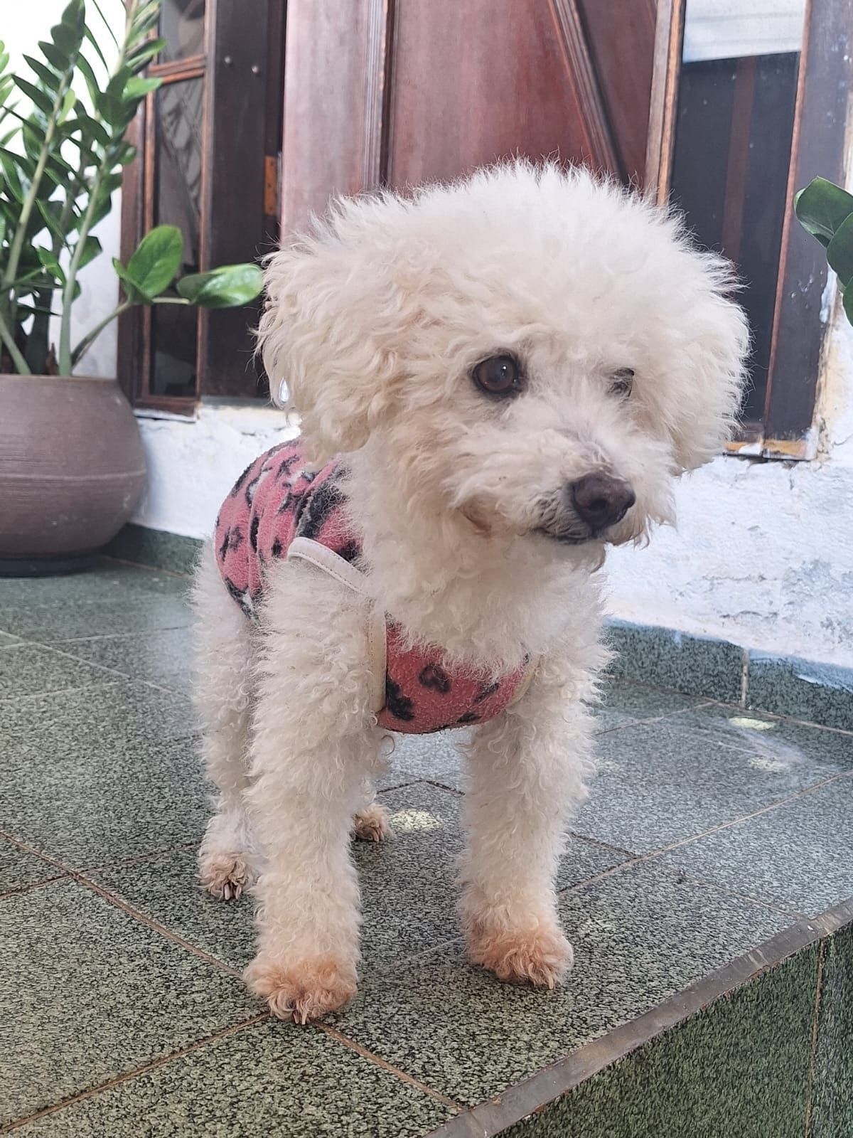 Veterinária dá dicas para garantir o bem-estar dos animais durante os dias mais frios