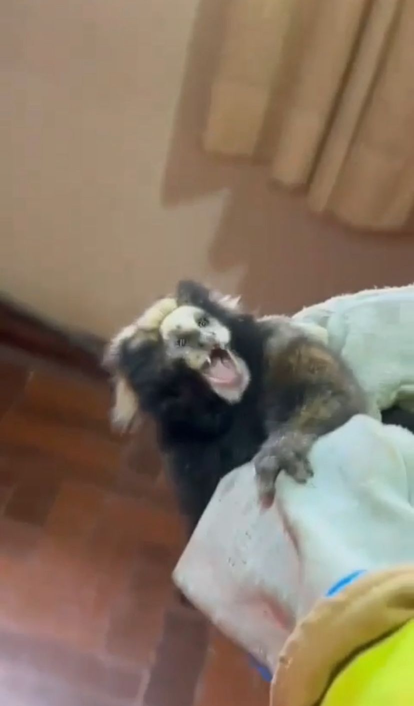 Bombeiros capturam sagui que invadiu residência em São Lourenço