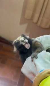 O animal silvestre invadiu o quarto de uma casa, assustando os moradores.