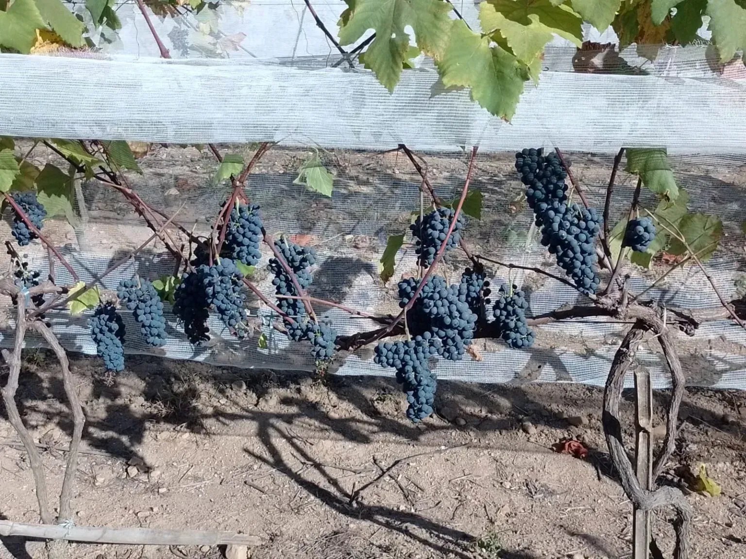 Vinho de inverno produzido no Sul de Minas recebe apoio da EPAMIG