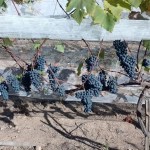 Vinho de inverno produzido no Sul de Minas recebe apoio da EPAMIG