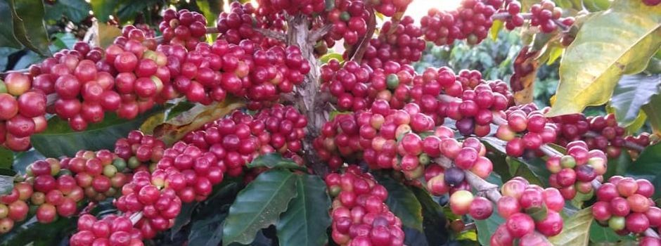 Varginha foi a principal exportadora de café mineiro no mês de março