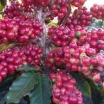 Varginha foi a principal exportadora de café mineiro no mês de março