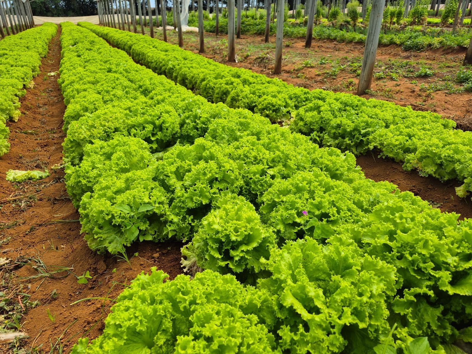 Horta Educacional da UFLA em Lavras transforma escola e fortalece sustentabilidade