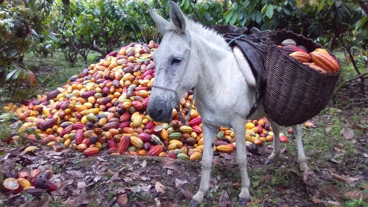 Prêmio Fotográfico do Censo 2022: conheça a paisagem rural que levou o primeiro lugar