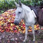 Prêmio Fotográfico do Censo 2022: conheça a paisagem rural que levou o primeiro lugar