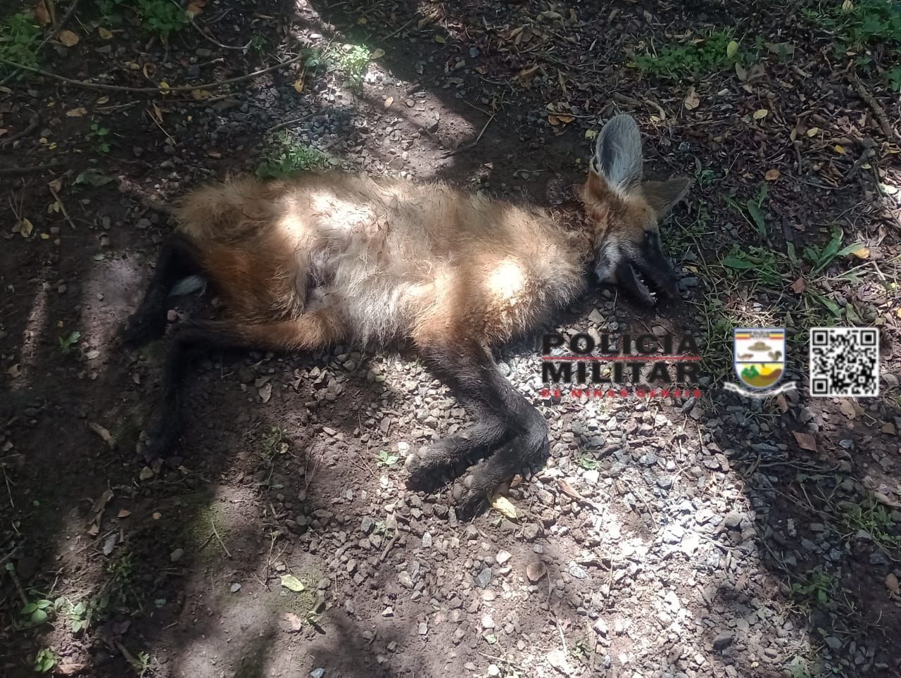 Lobo-guará é encontrado morto na zona rural de Gonçalves
