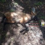 Lobo-guará é encontrado morto na zona rural de Gonçalves