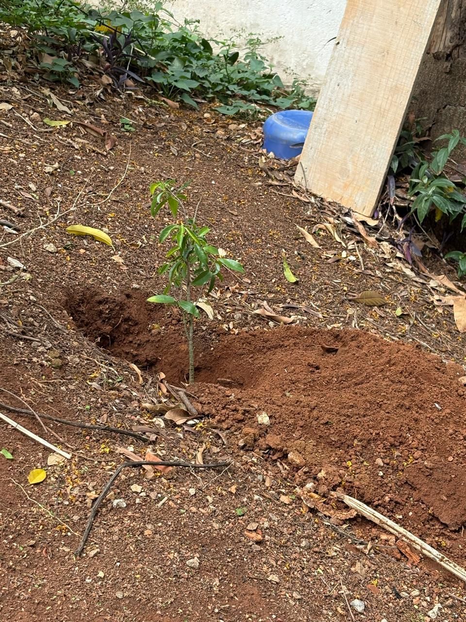 Mudas de acerola, romã e graviola são plantadas na área da Prefeitura de Varginha