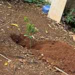 Mudas de acerola, romã e graviola são plantadas na área da Prefeitura de Varginha