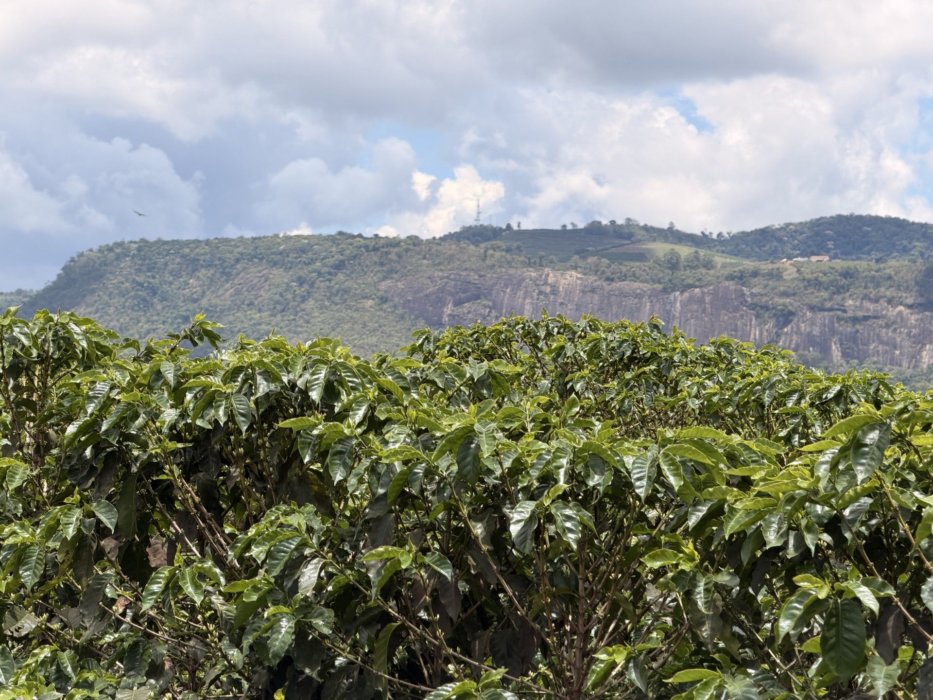 Café da Mantiqueira de Minas segue se consolidando na produção de café de excelência