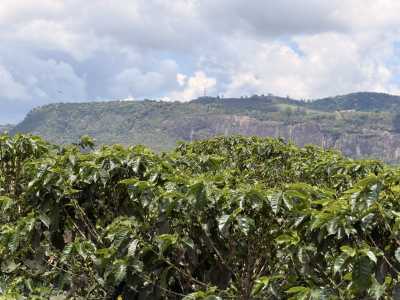 Com Denominação de Origem reconhecida pelo INPI, região mostra ao mundo a força da cafeicultura mineira.