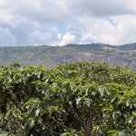 Café da Mantiqueira de Minas segue se consolidando na produção de café de excelência