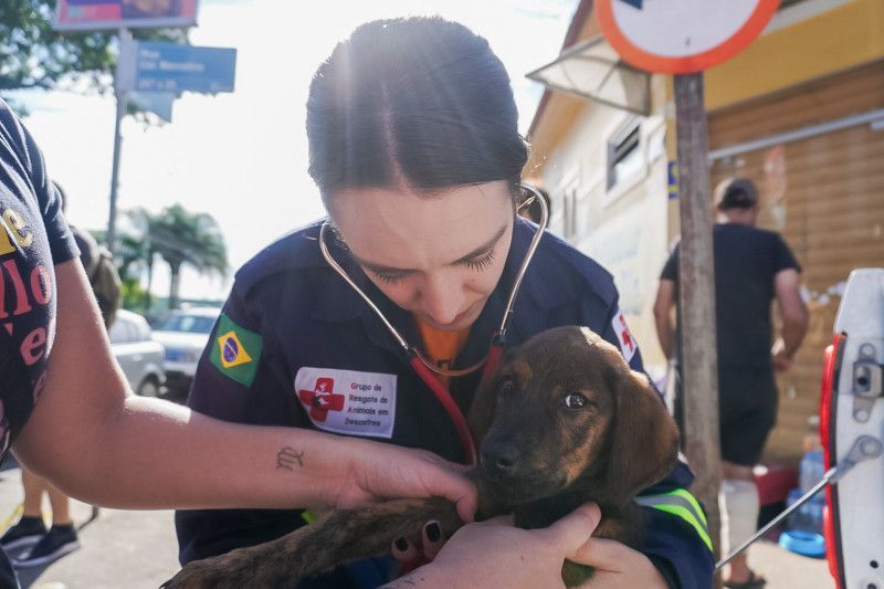 Mais de 10 mil animais foram resgatados no RS; veja vídeo