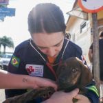 Mais de 10 mil animais foram resgatados no RS; veja vídeo