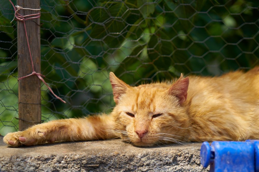 Projeto em BH quer criar acolhimento temporário para pets desamparados